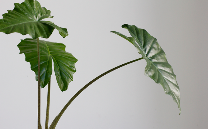 PlantFest: Pflanzentauschbörse am 6. Oktober 2019 | we love handmade