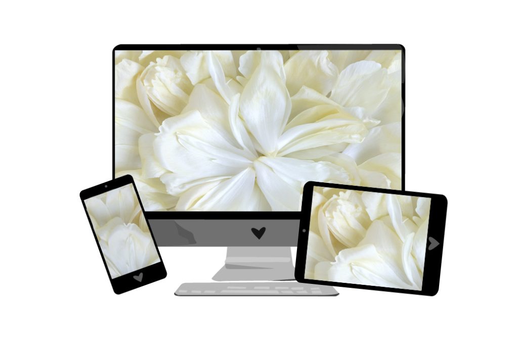 Juni-Wallpaper: Pfingstrosen | we love handmade